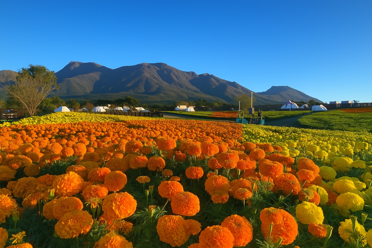 くじゅう花公園