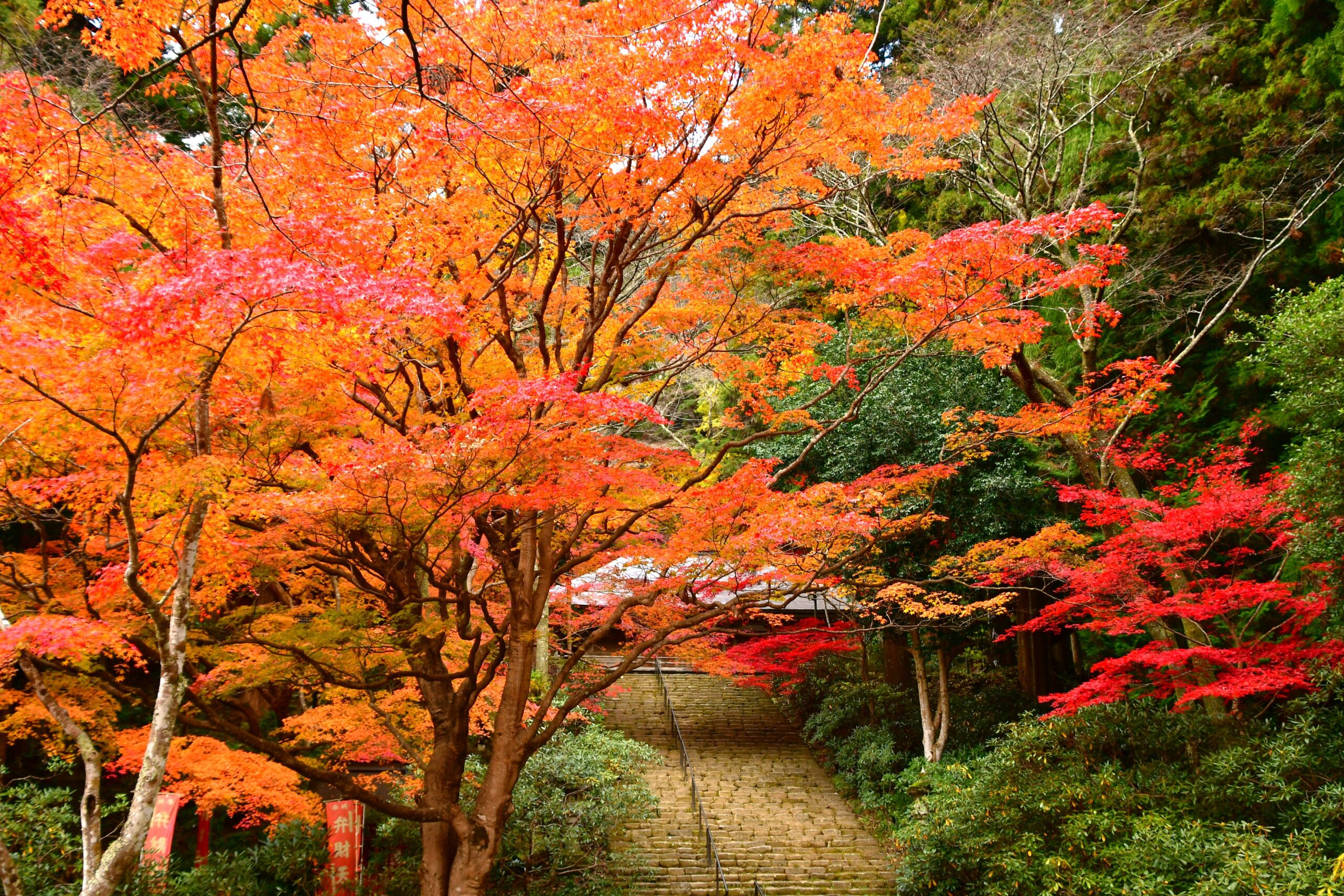 （画像提供：室生寺）