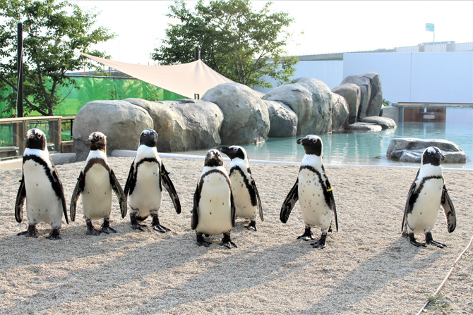 仙台うみの杜水族館