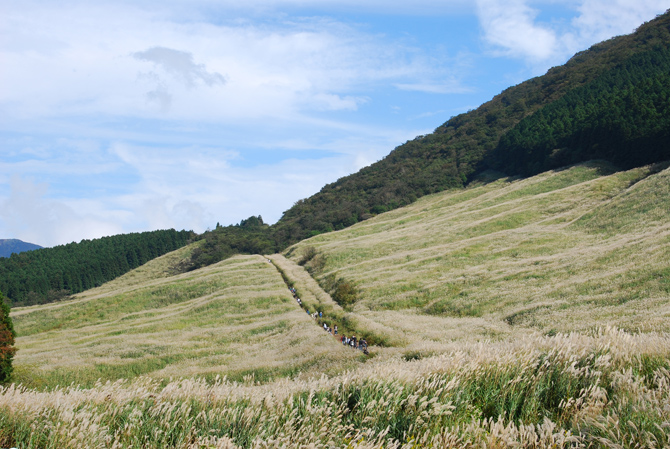 仙石原 すすき草原