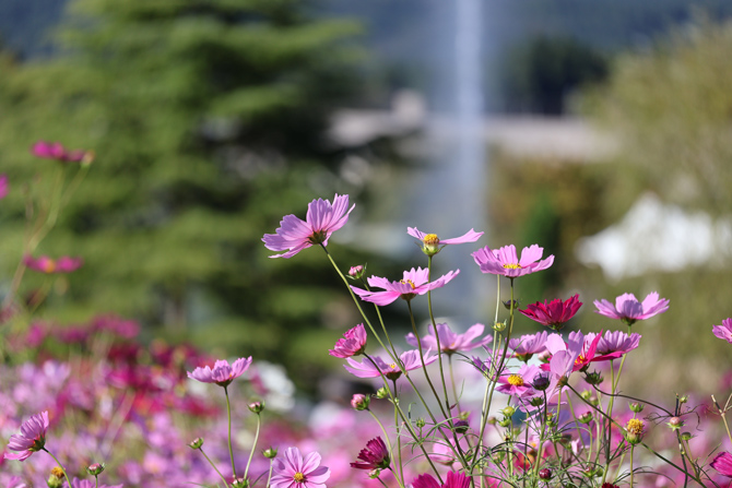 国営越後丘陵公園