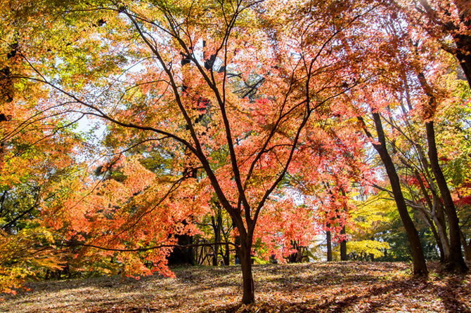 国営武蔵丘陵森林公園