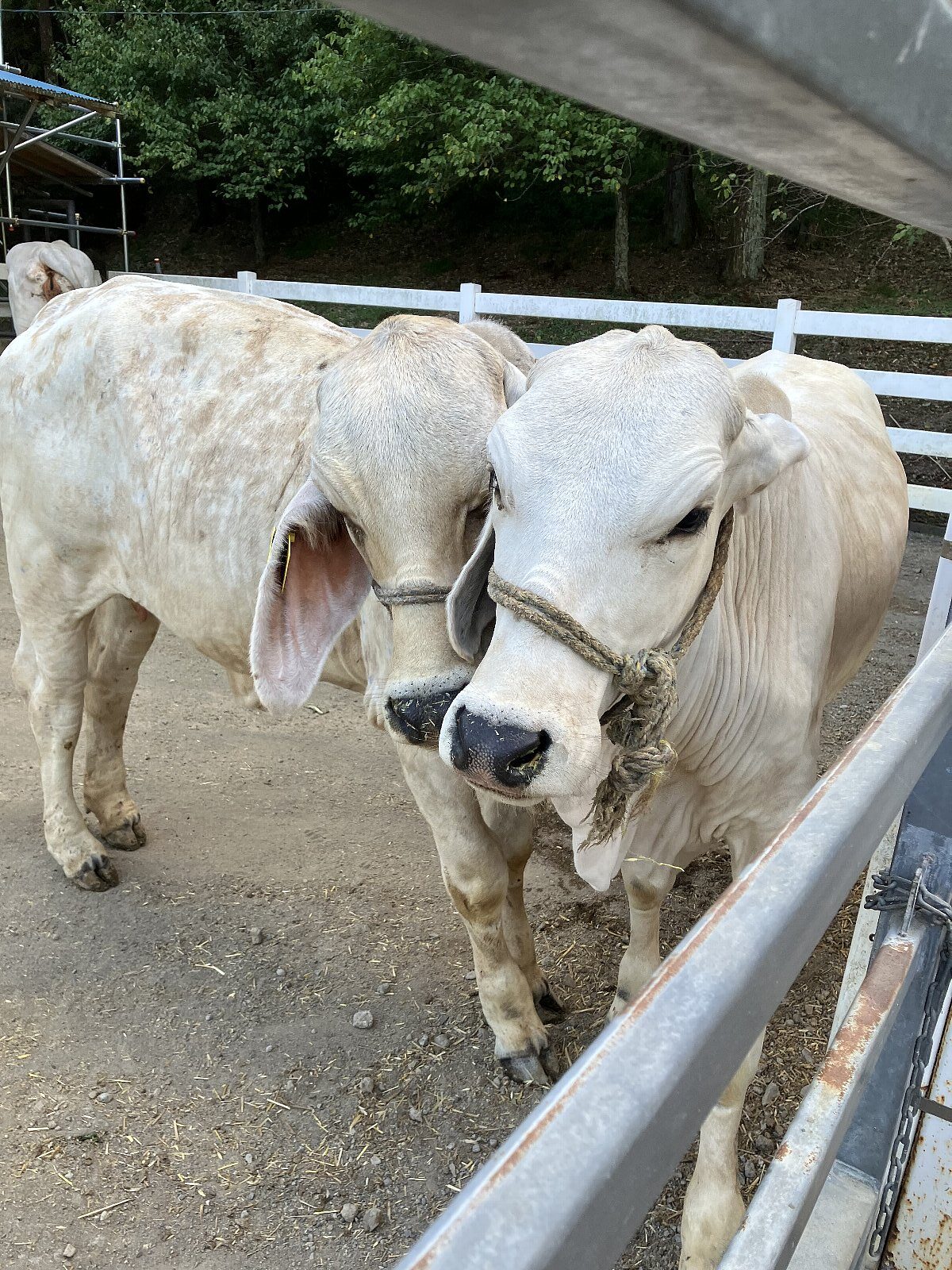 千葉県酪農のさと 酪農資料館