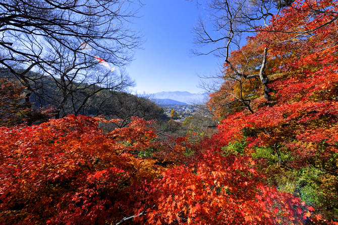 高遠城址公園