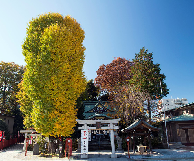 川越八幡宮