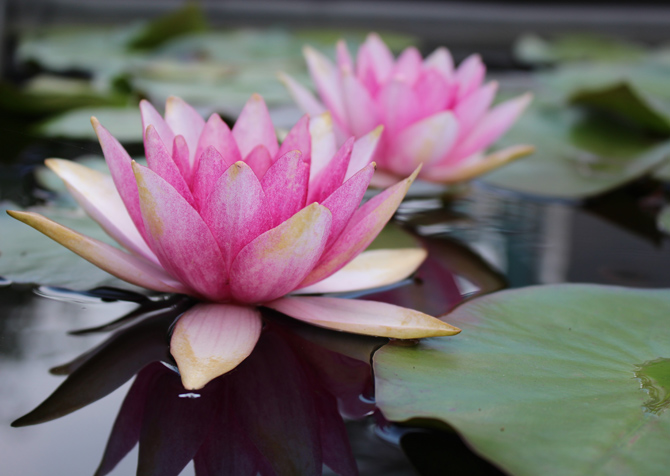 草津市立 水生植物公園みずの森