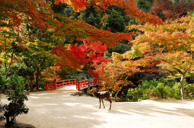 【広島・宮島】おすすめ紅葉スポット5選！紅葉谷公園、大聖院などの見頃も紹介＜2025＞