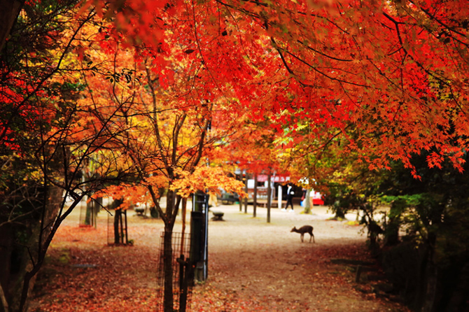 紅葉谷公園（画像提供：ピクスタ）