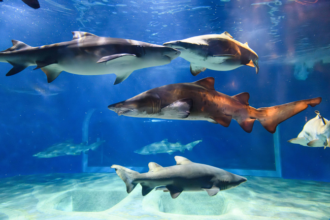 アクアワールド茨城県大洗水族館