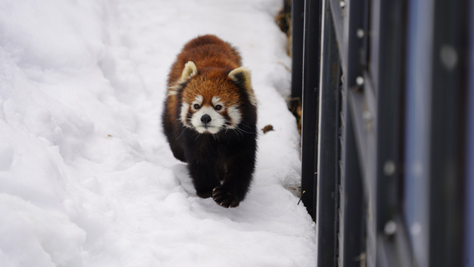 札幌市円山動物園