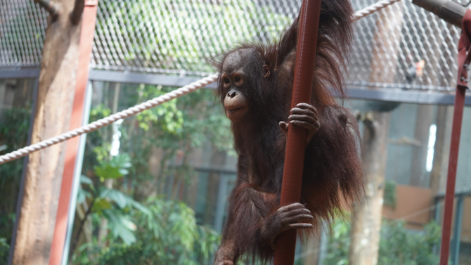 札幌市円山動物園