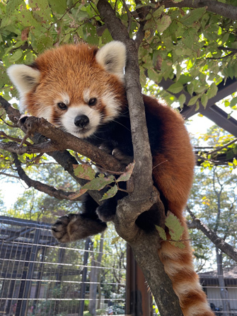 川崎市夢見ヶ崎動物公園