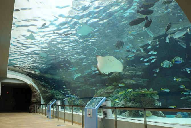 名古屋港水族館