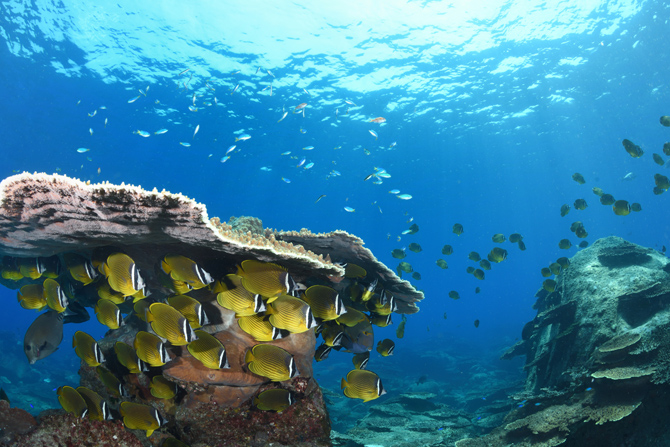 柏島ダイビングサービス フィンハウス