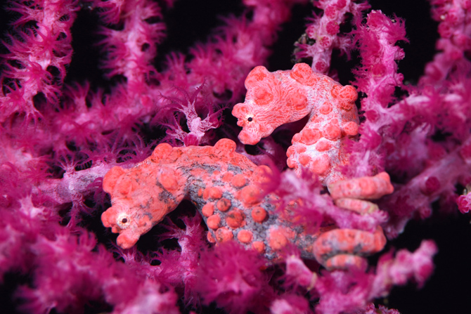 柏島ダイビングサービス フィンハウス