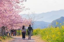 【全国】2月3月見頃の花絶景22選。春の訪れを告げる花畑に心躍る＜2026＞