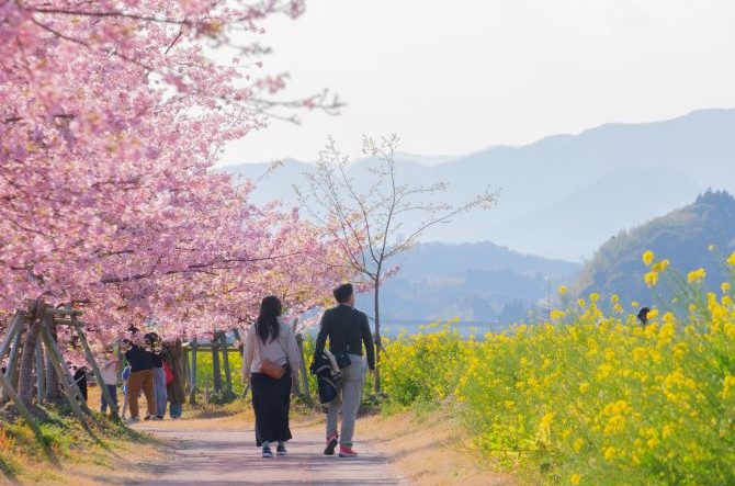 【全国】2月3月見頃の花絶景22選。春の訪れを告げる花畑に心躍る<2026>