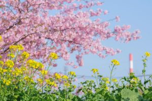 五ヶ瀬川河川敷(このはなロード)