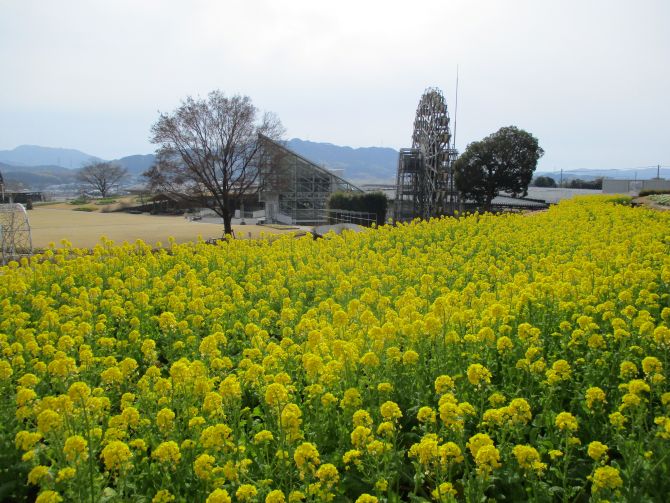 やまぐちフラワーランド