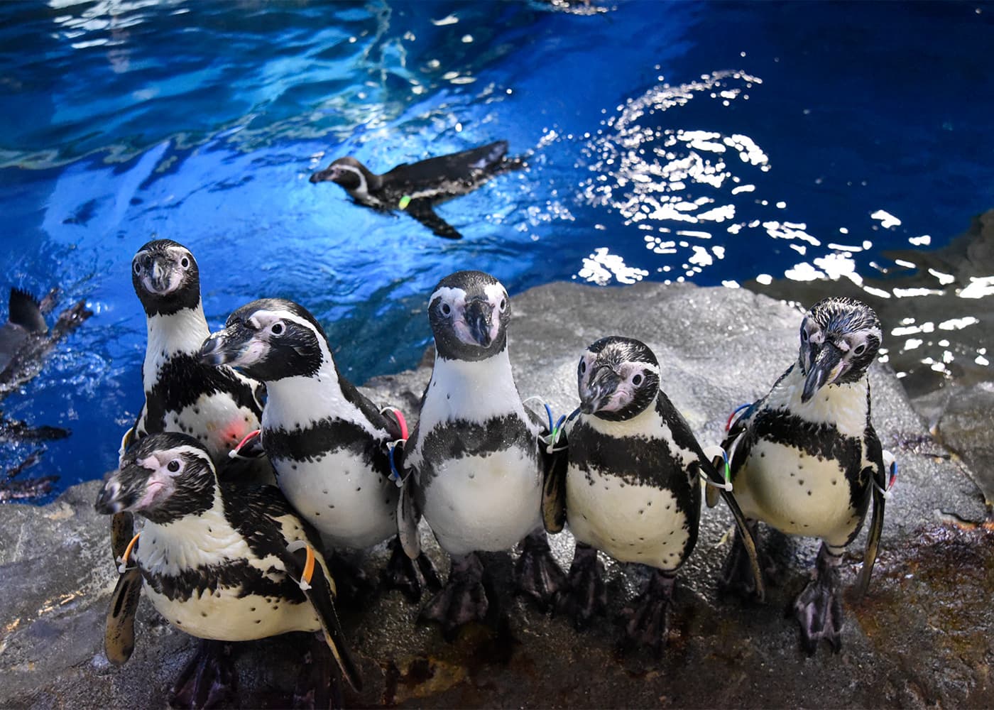 新江ノ島水族館