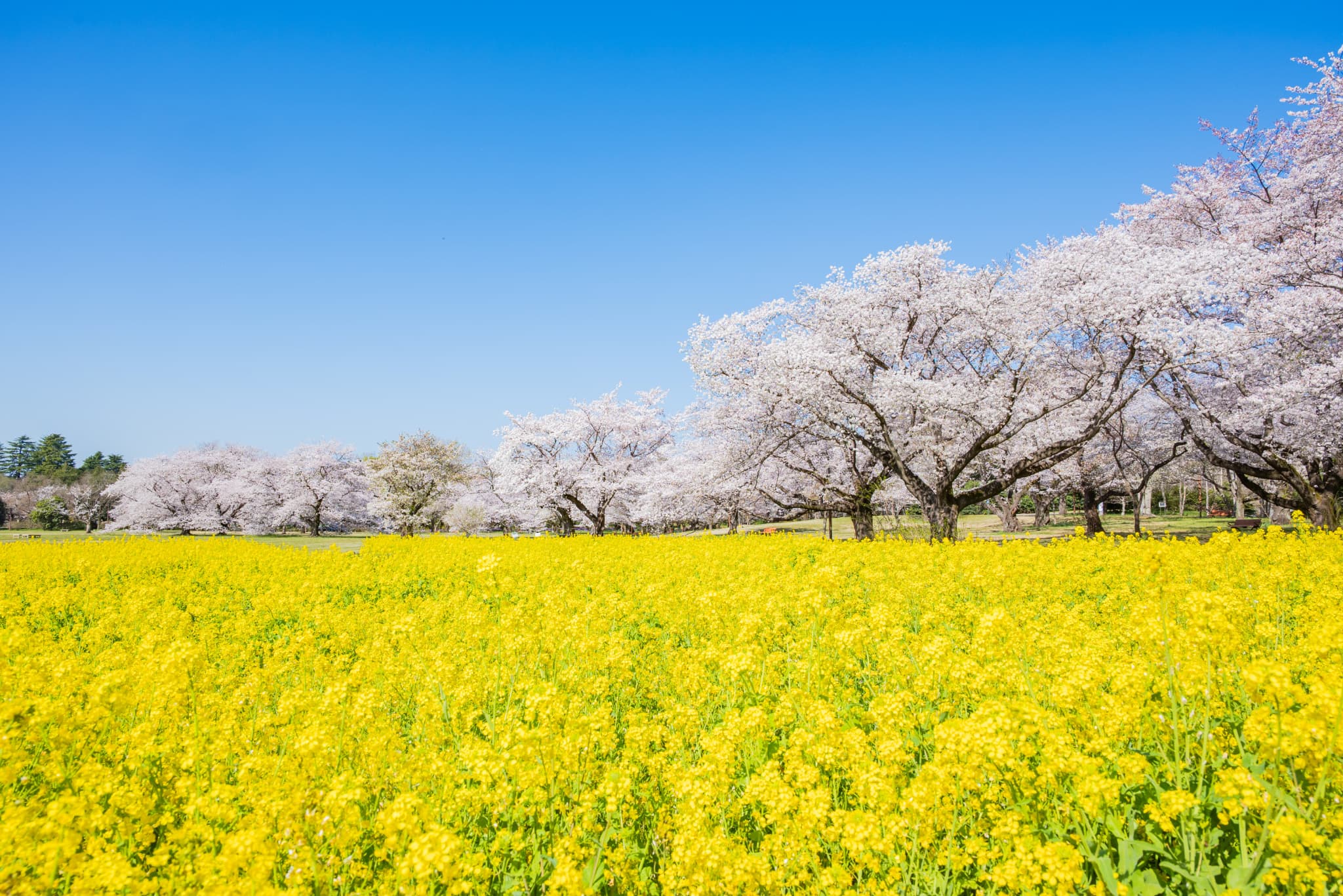 国営昭和記念公園