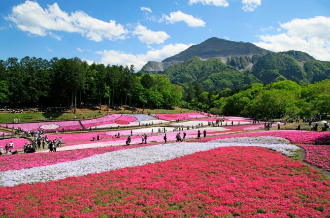 【全国】芝桜の名所13選！見頃や絶景のスポットを紹介＜2026＞