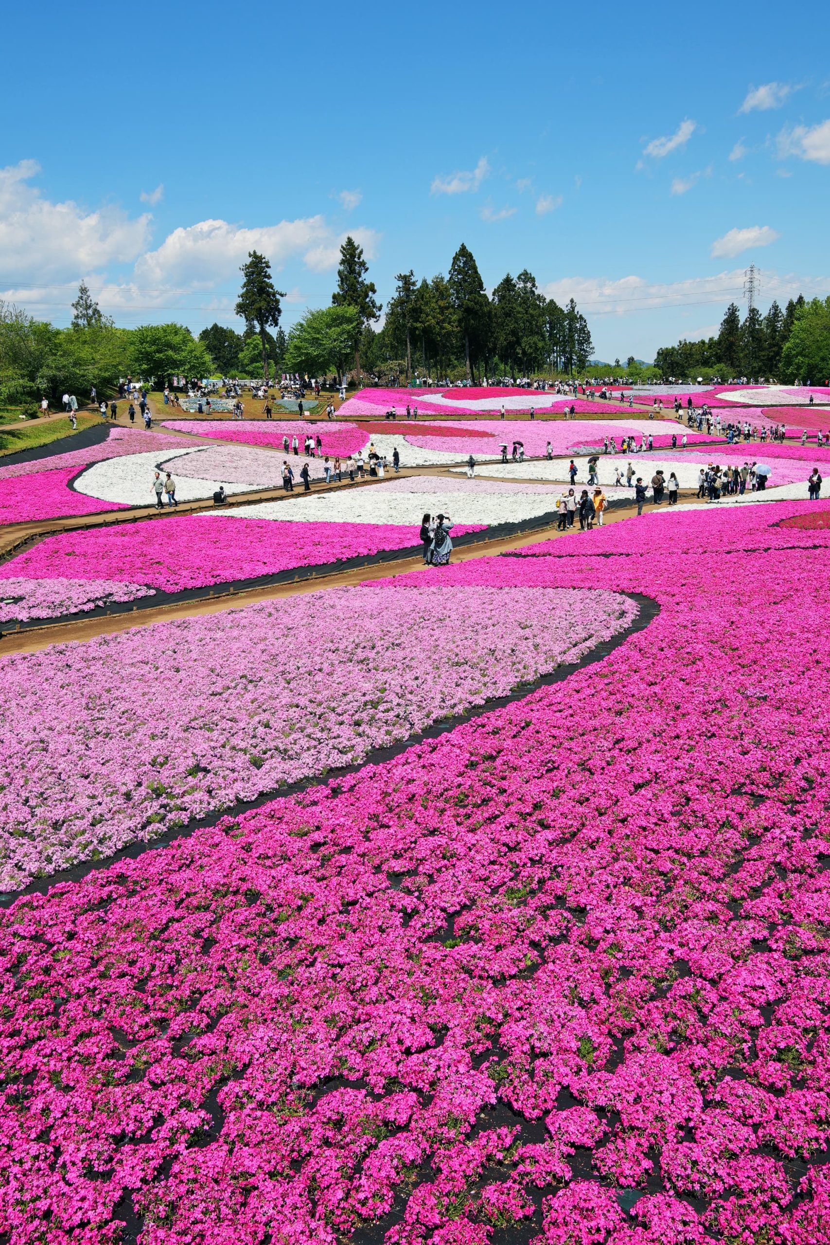 羊山公園・芝桜の丘