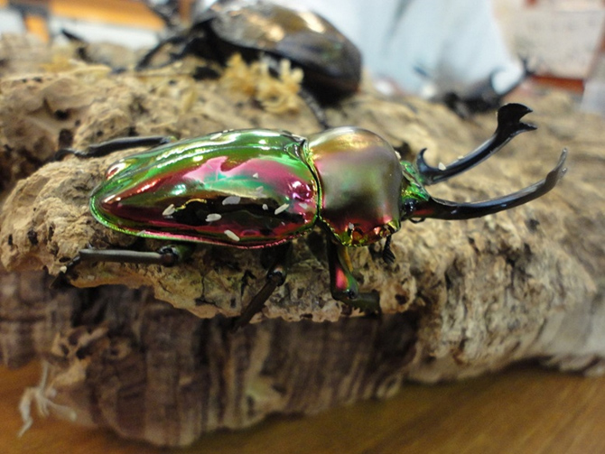 丸瀬布昆虫生態館