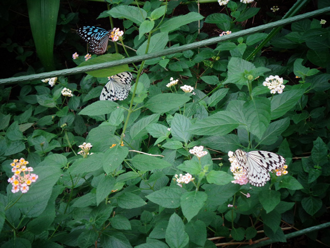 丸瀬布昆虫生態館