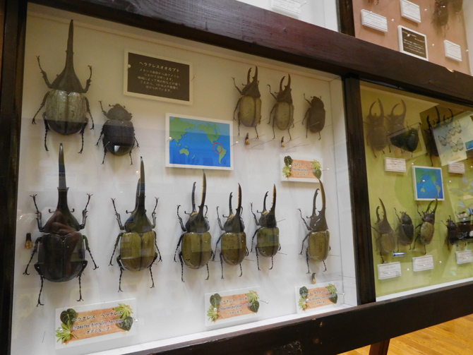 よねざわ昆虫館