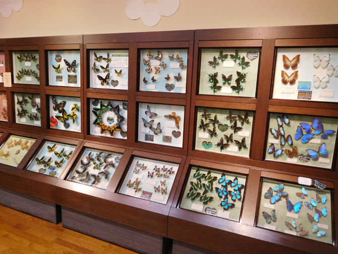 よねざわ昆虫館