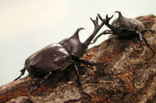 【全国】おすすめの「昆虫館・昆虫博物館」19選！クワガタやチョウたちを観察しよう