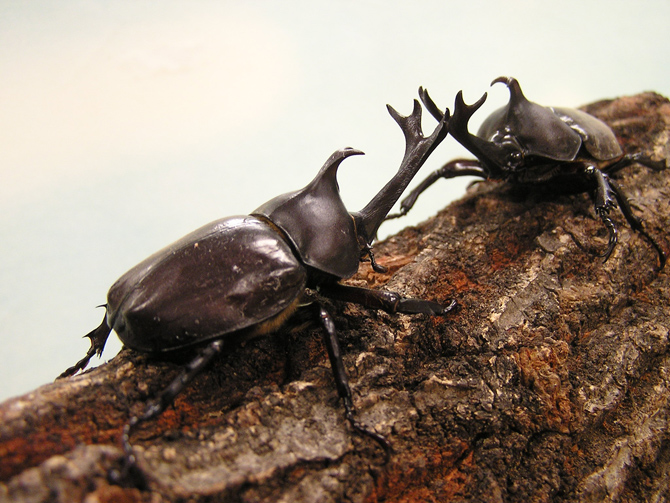 よねざわ昆虫館