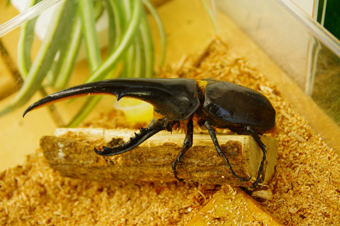 ふくしま森の科学体験センター（ムシテックワールド）