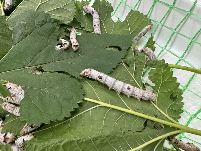 磐田市竜洋昆虫自然観察公園