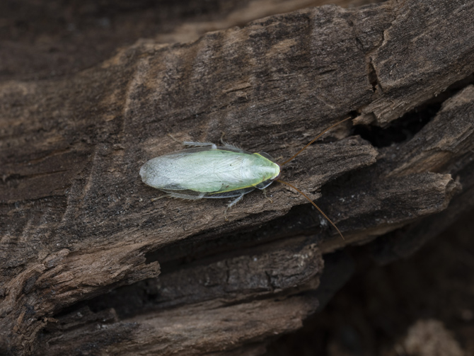磐田市竜洋昆虫自然観察公園