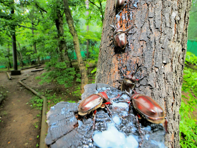 平尾山公園昆虫体験学習館