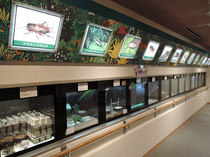 石川県ふれあい昆虫館