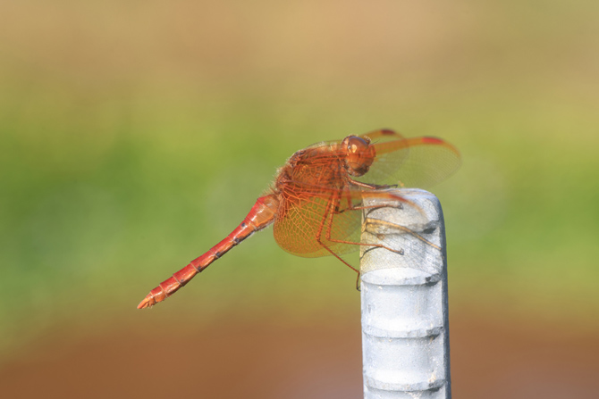 四万十川学遊館あきついお
