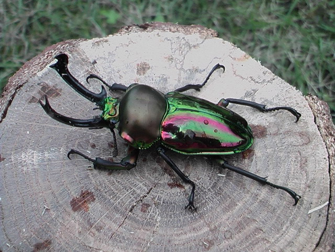 長崎バイオパーク