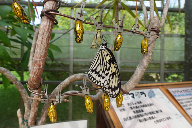 フラワーパークかごしま