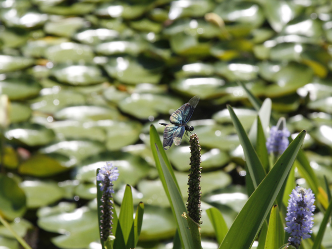 フラワーパークかごしま