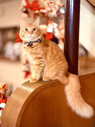 こだまの湯　山口屋旅館