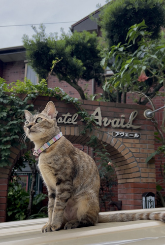 ヴィラ勝山アヴェール