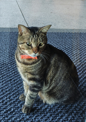 姫宿　花かざし