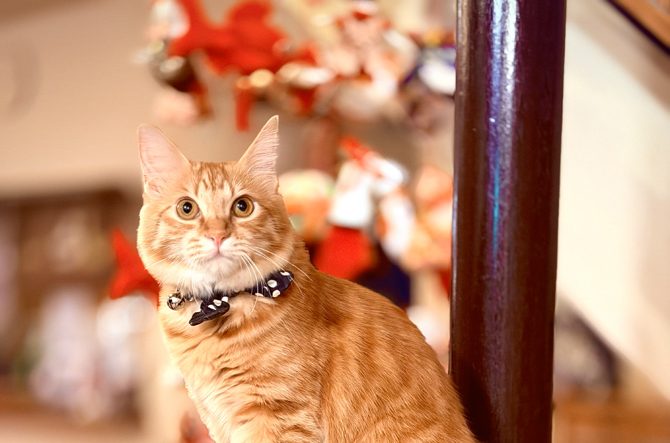 「会ってみたい！看板猫ランキング2026」発表！愛らしい接客スタイルでおもてニャし♪