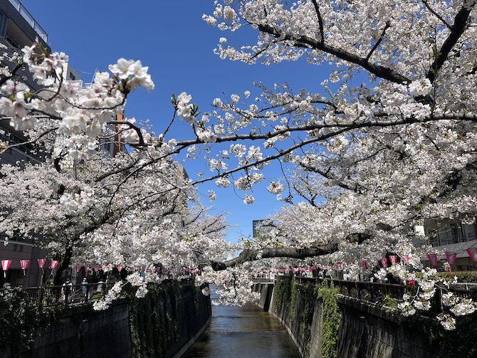 目黒川（桜並木）