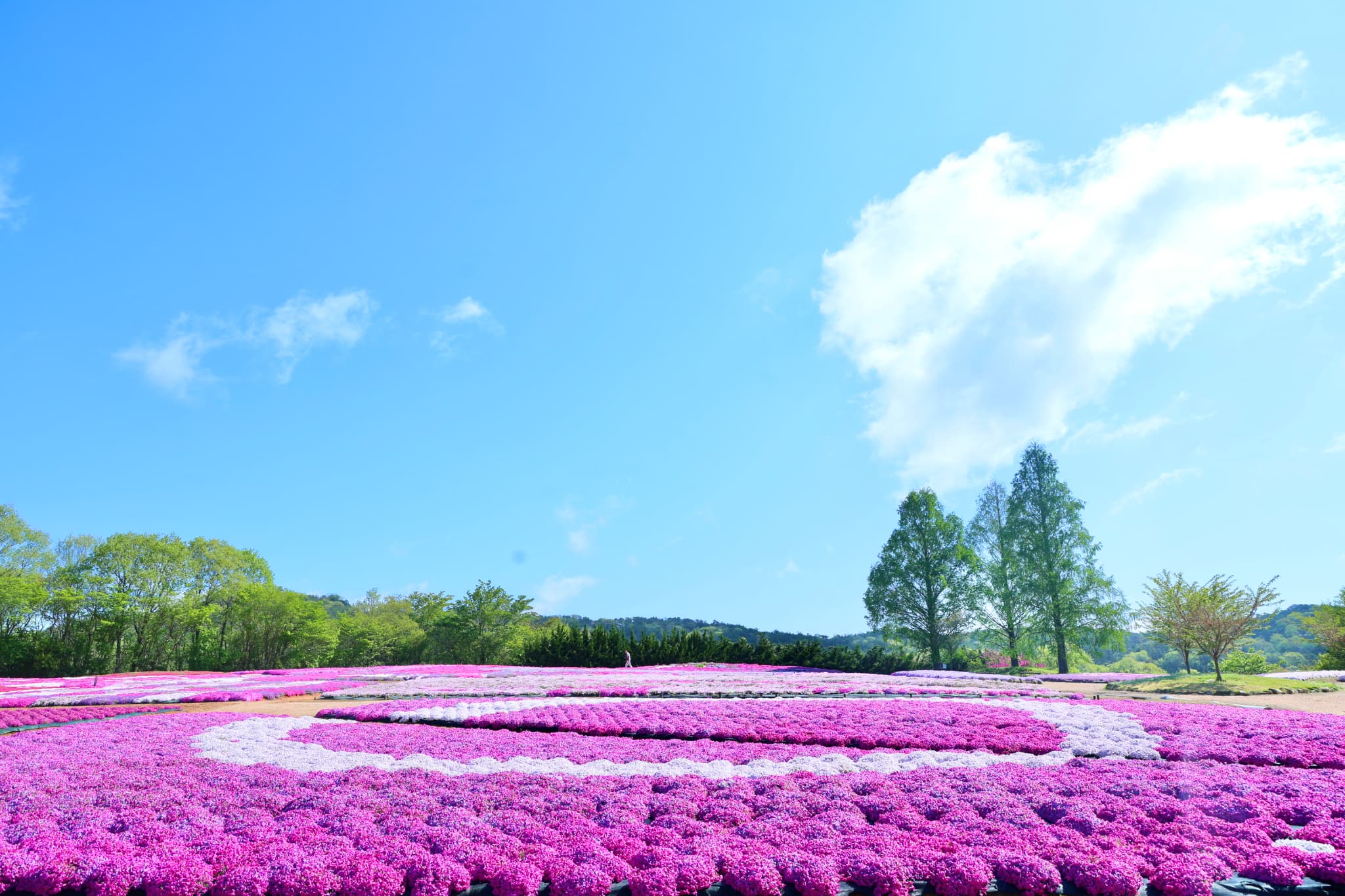 Flower village 花夢の里
