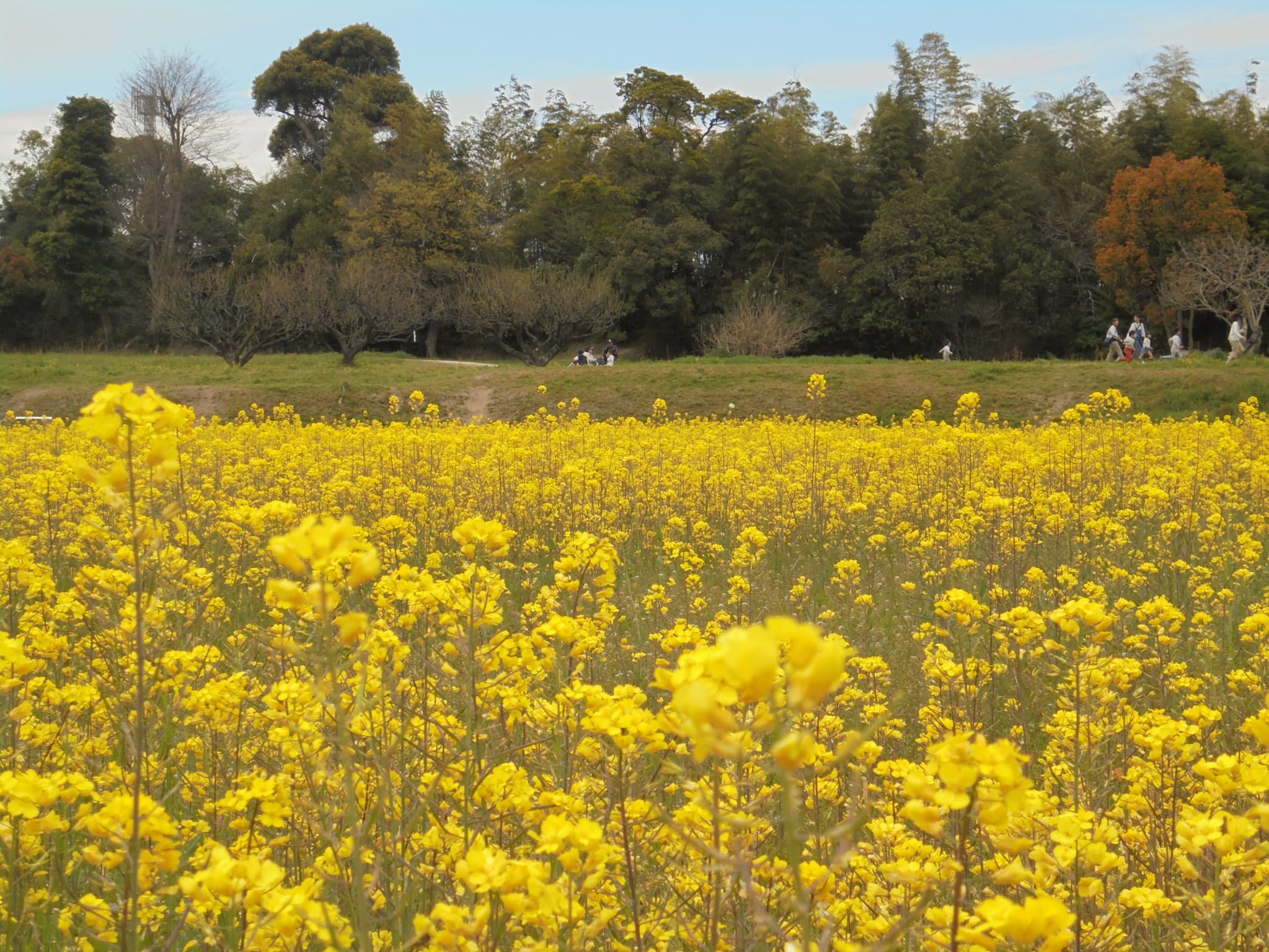 特別史跡「水城跡」
