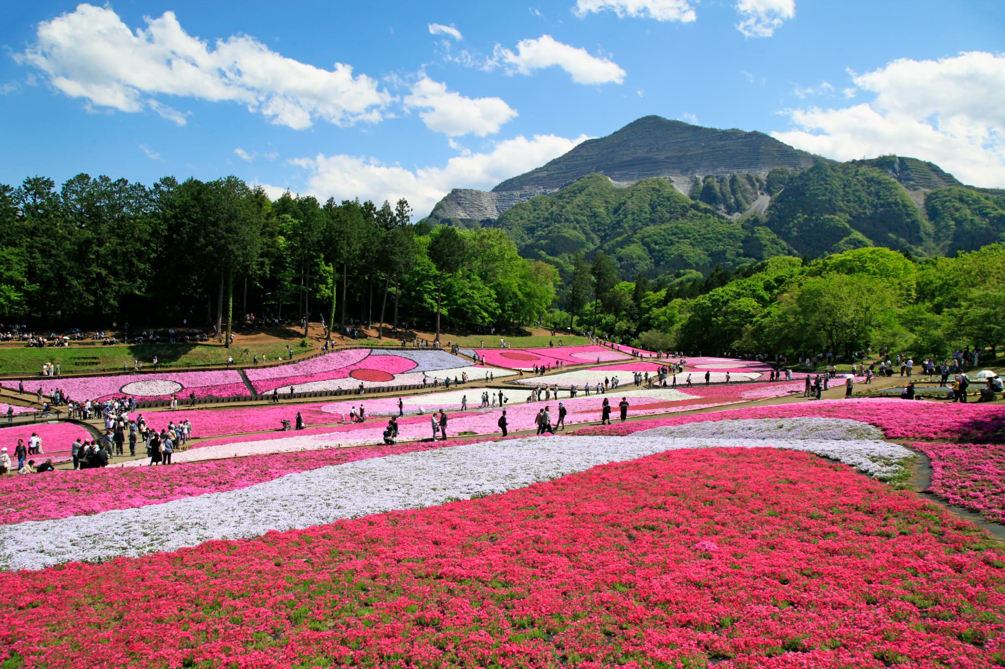 羊山公園・芝桜の丘